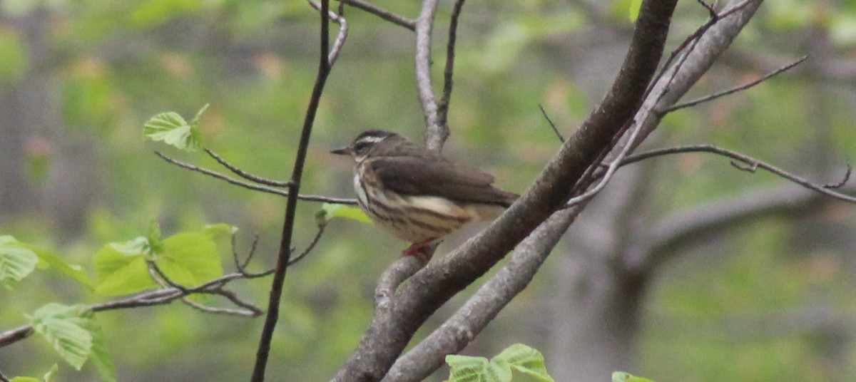 Louisiana Waterthrush - ML560265011