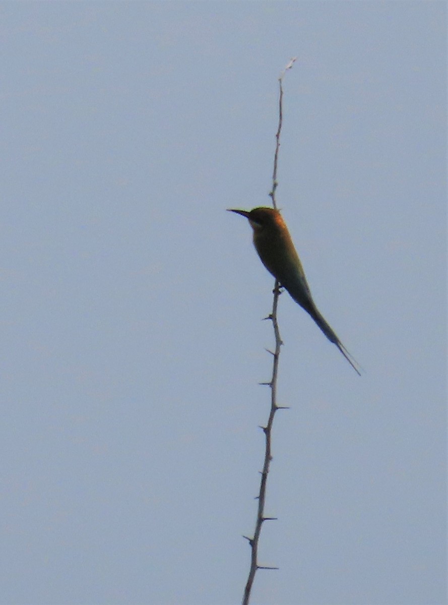 Blue-tailed Bee-eater - ML560265531