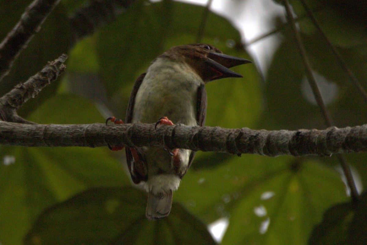 barbet tmavý - ML560265741