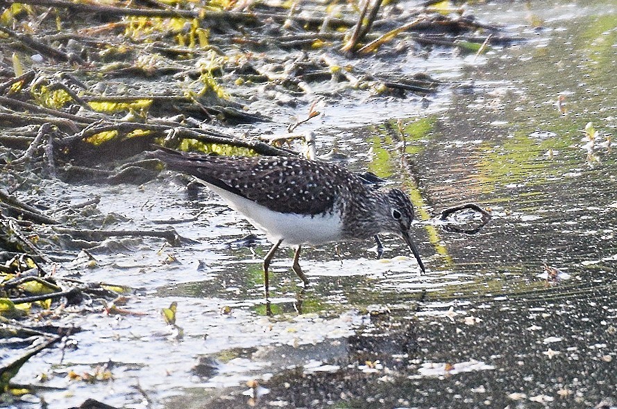 Solitary Sandpiper - Hugh Barger