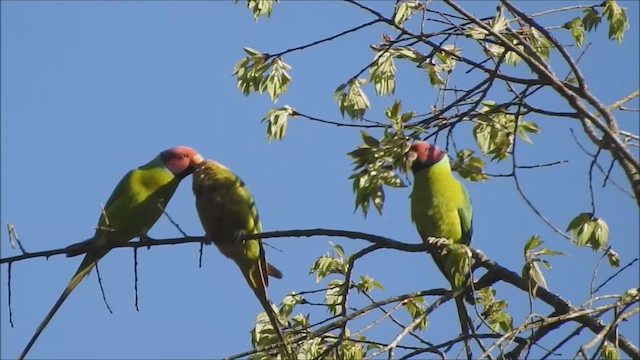 דררה שזיפית - ML560266181