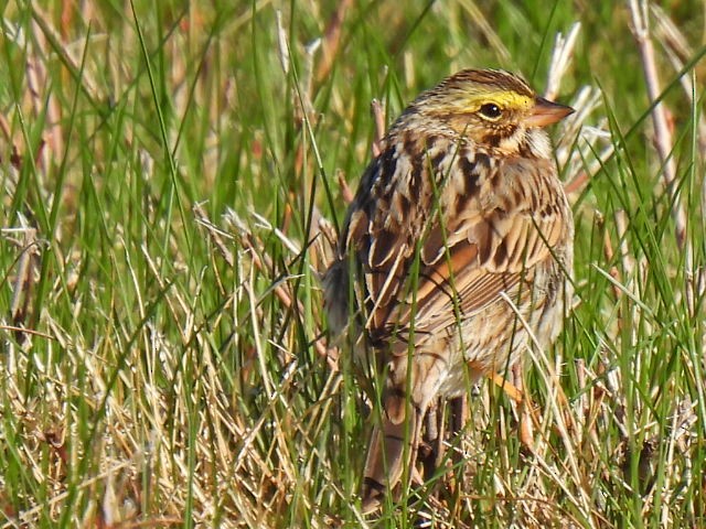 Savannah Sparrow - ML560266291