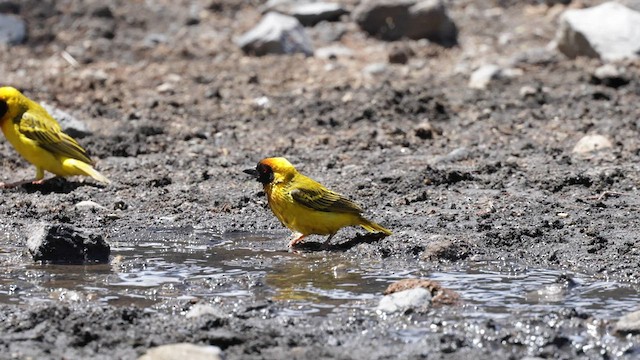 Vitelline Masked-Weaver - ML560266471