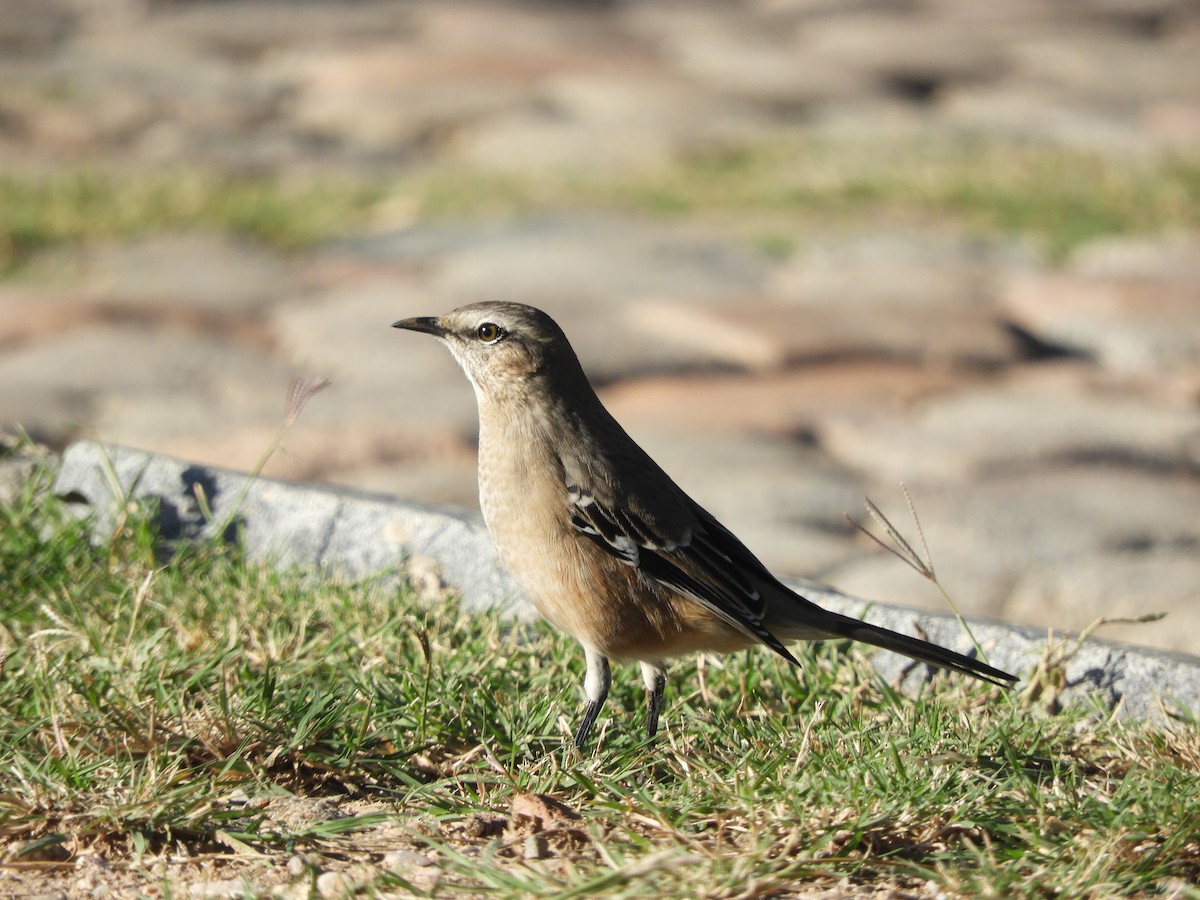 Patagonian Mockingbird - ML560266841