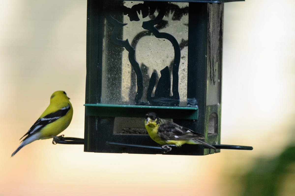 Lesser Goldfinch - ML560267331