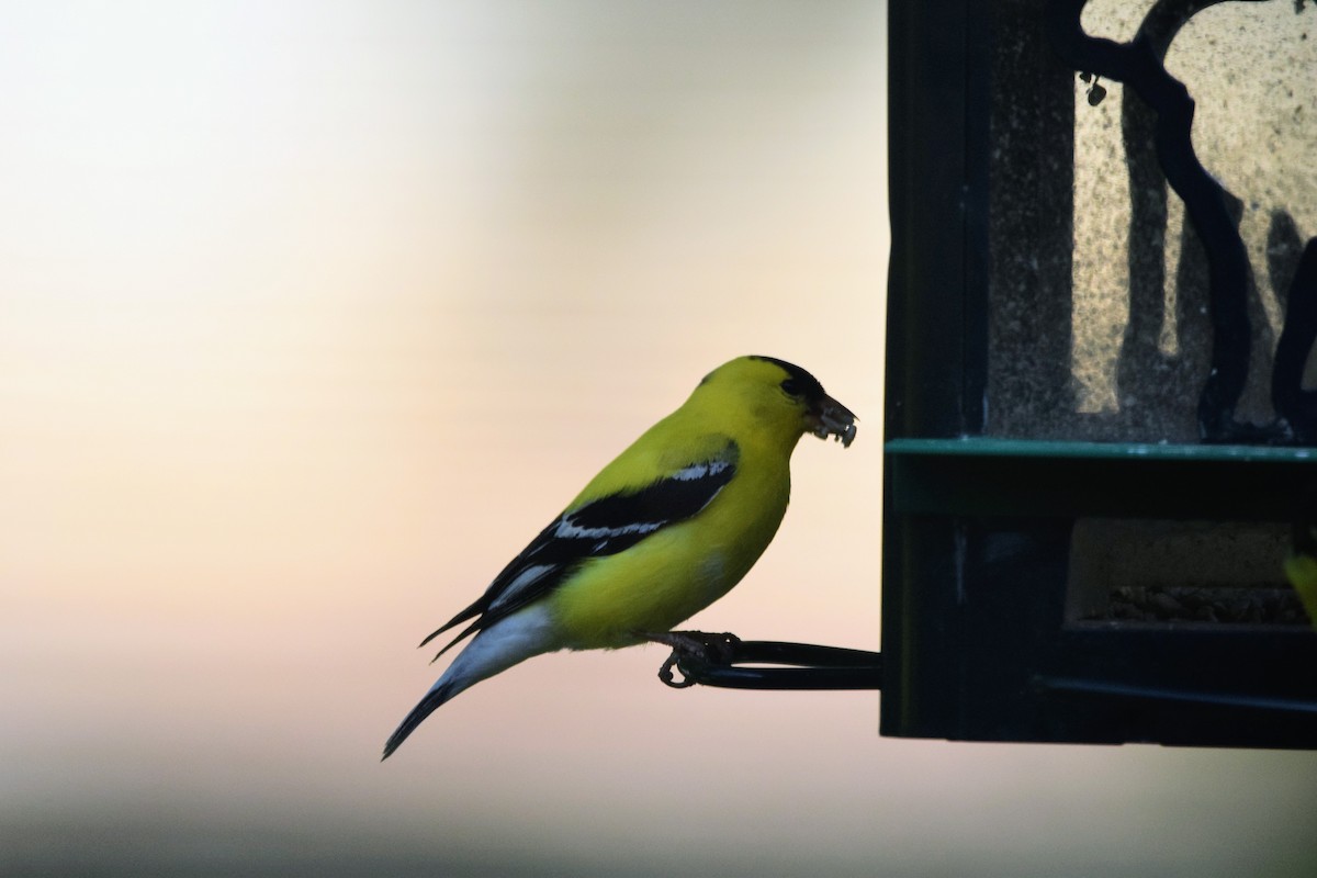 American Goldfinch - ML560267501