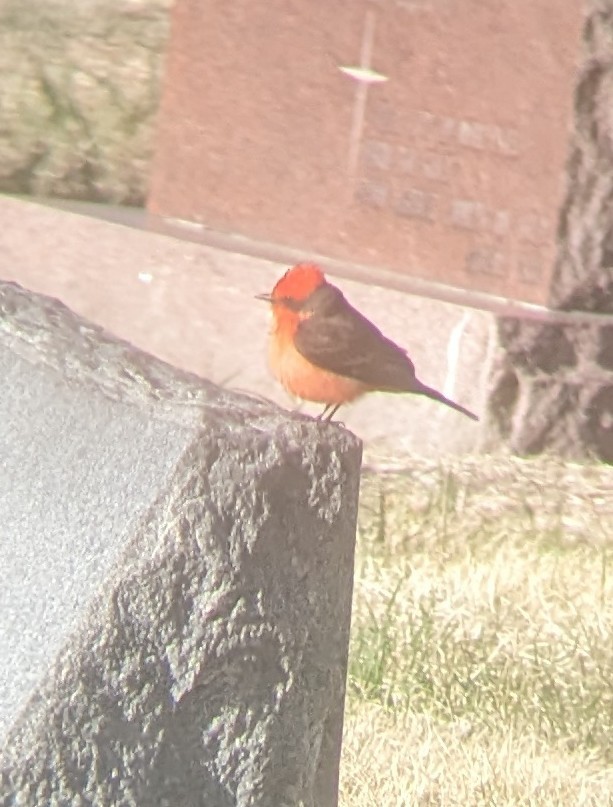 Vermilion Flycatcher - ML560268091