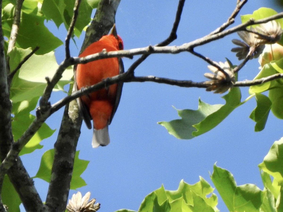 Scarlet Tanager - ML560268301
