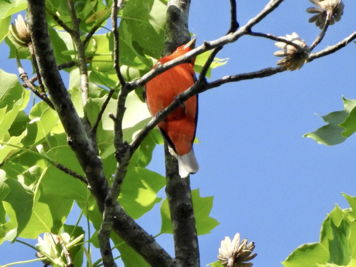 Scarlet Tanager - ML560268311