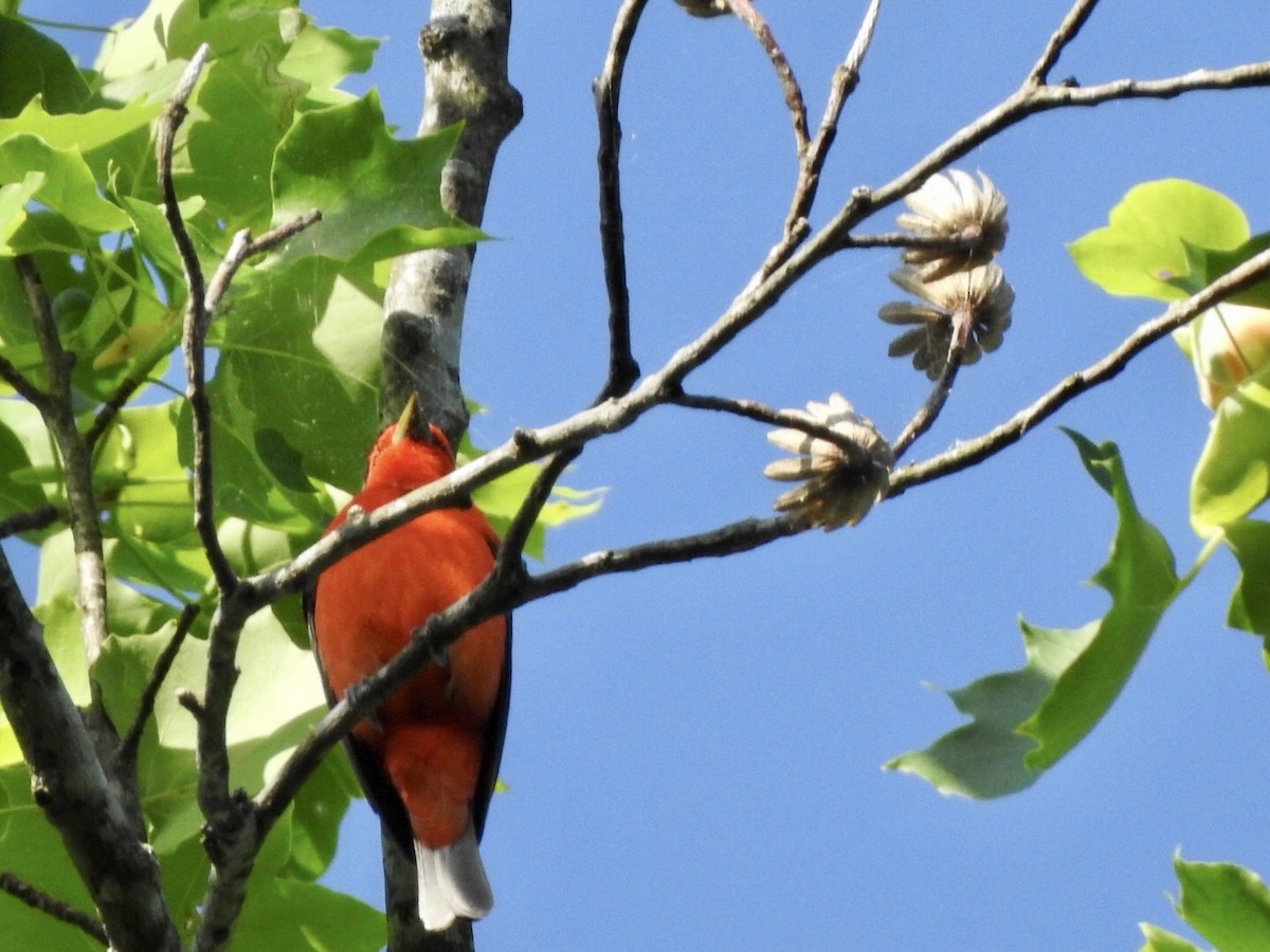 Scarlet Tanager - ML560268341