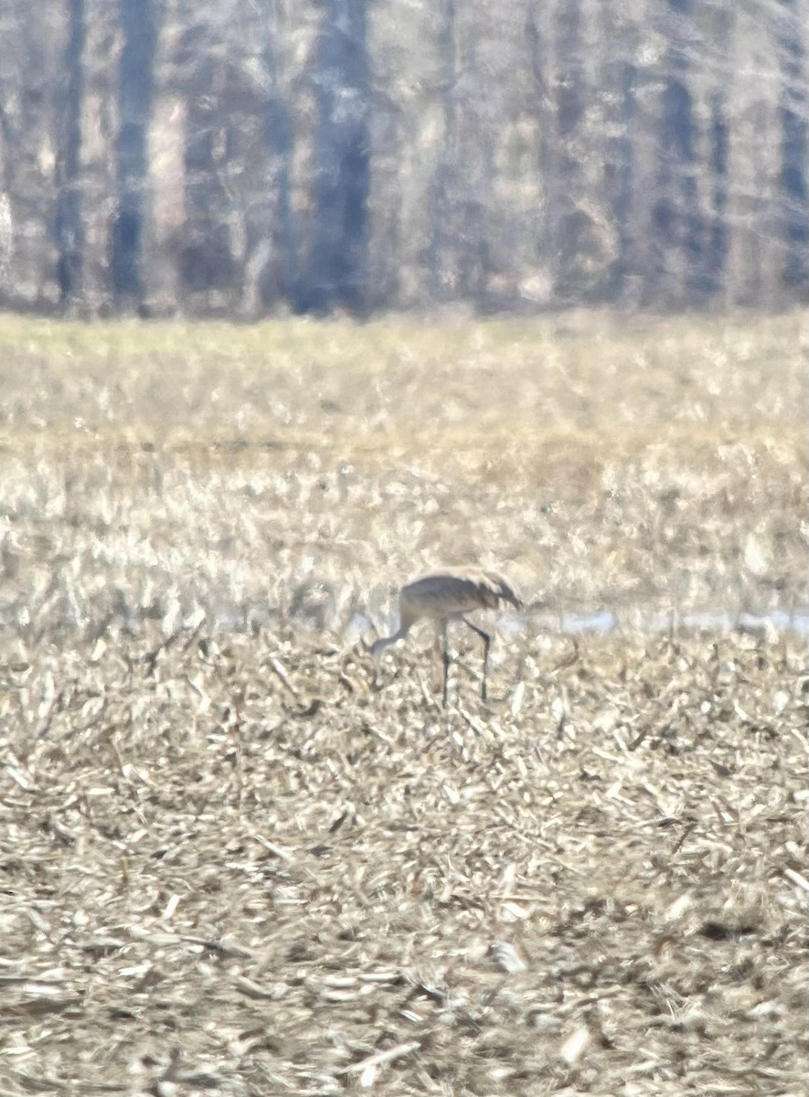 Sandhill Crane - ML560268451