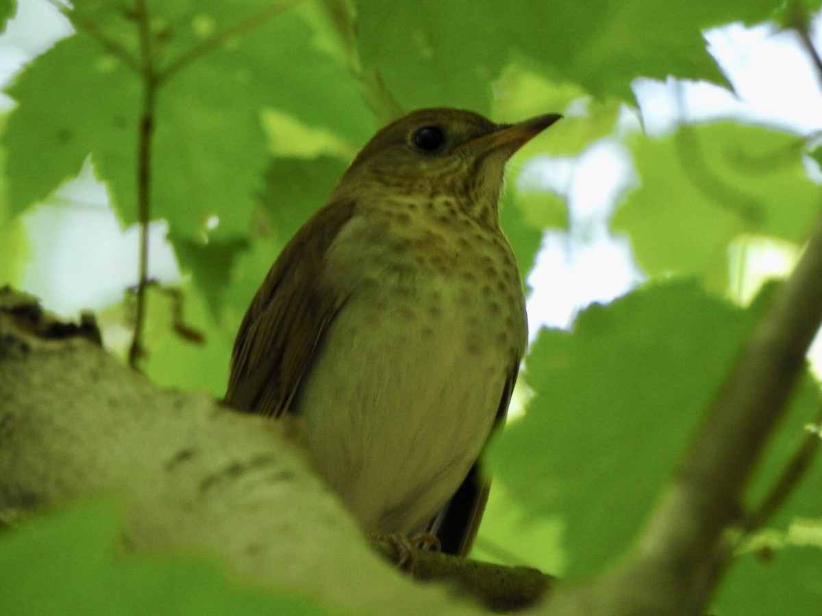 Veery - Bill Hooker