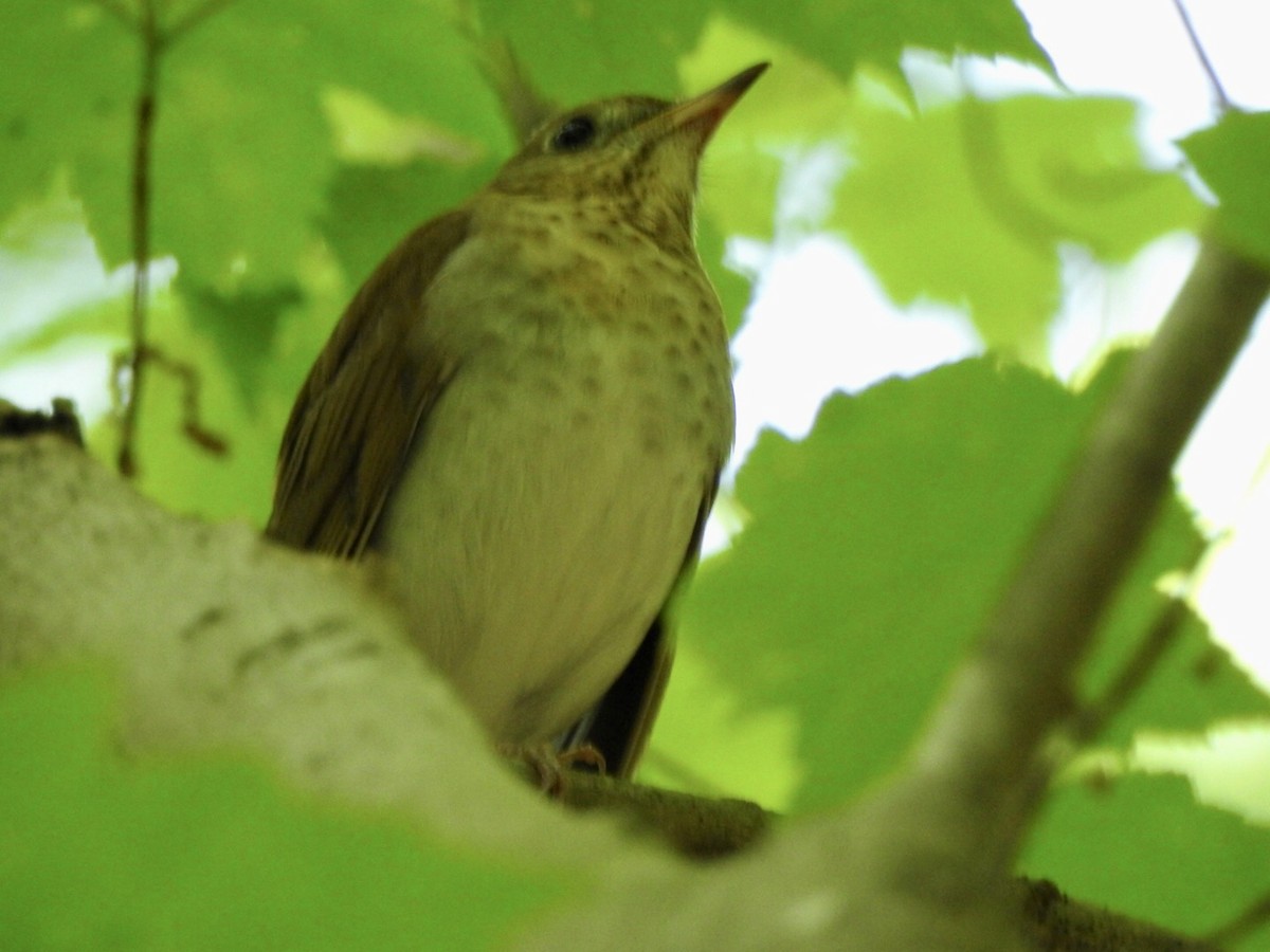 Veery - Bill Hooker