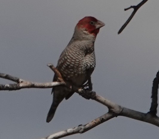 Red-headed Finch - ML560269171