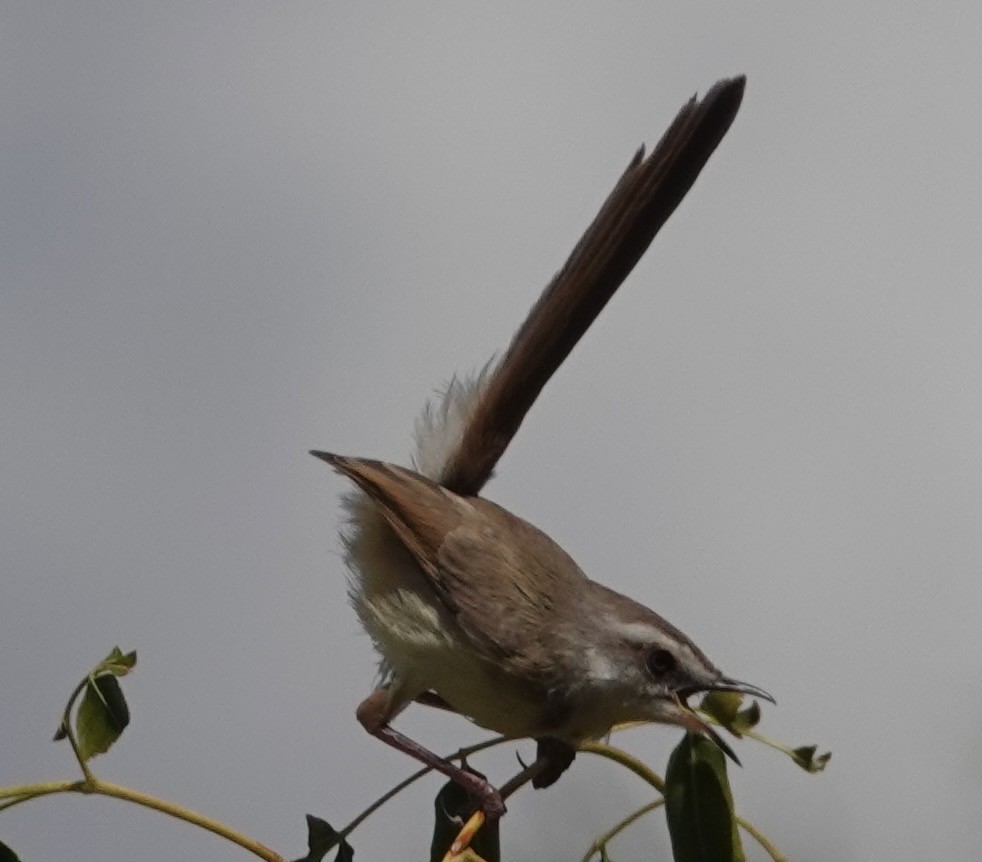 Black-chested Prinia - ML560269291