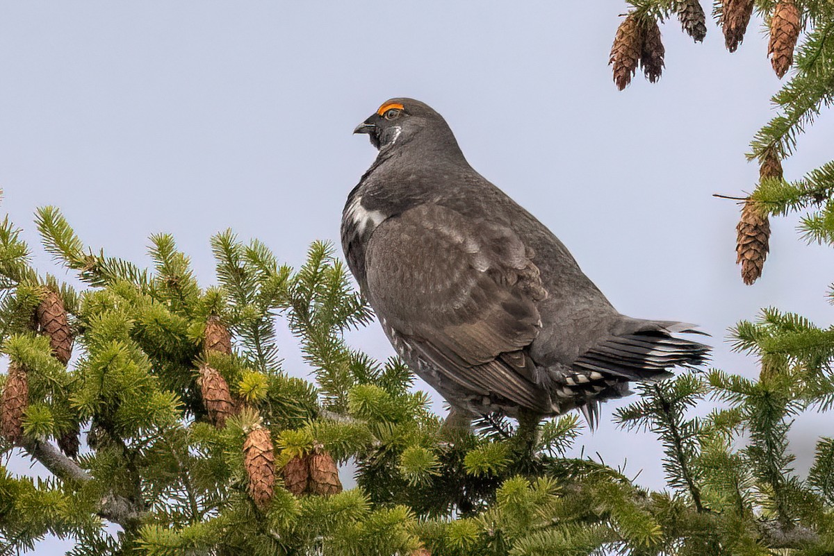 Sooty Grouse - ML560270111