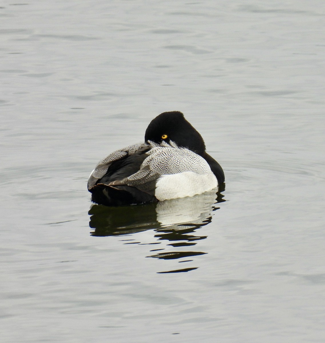 Lesser Scaup - ML560270321