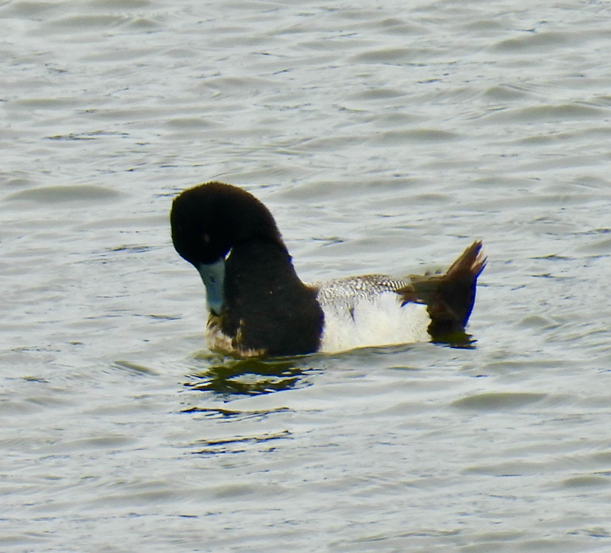 Lesser Scaup - ML560270401