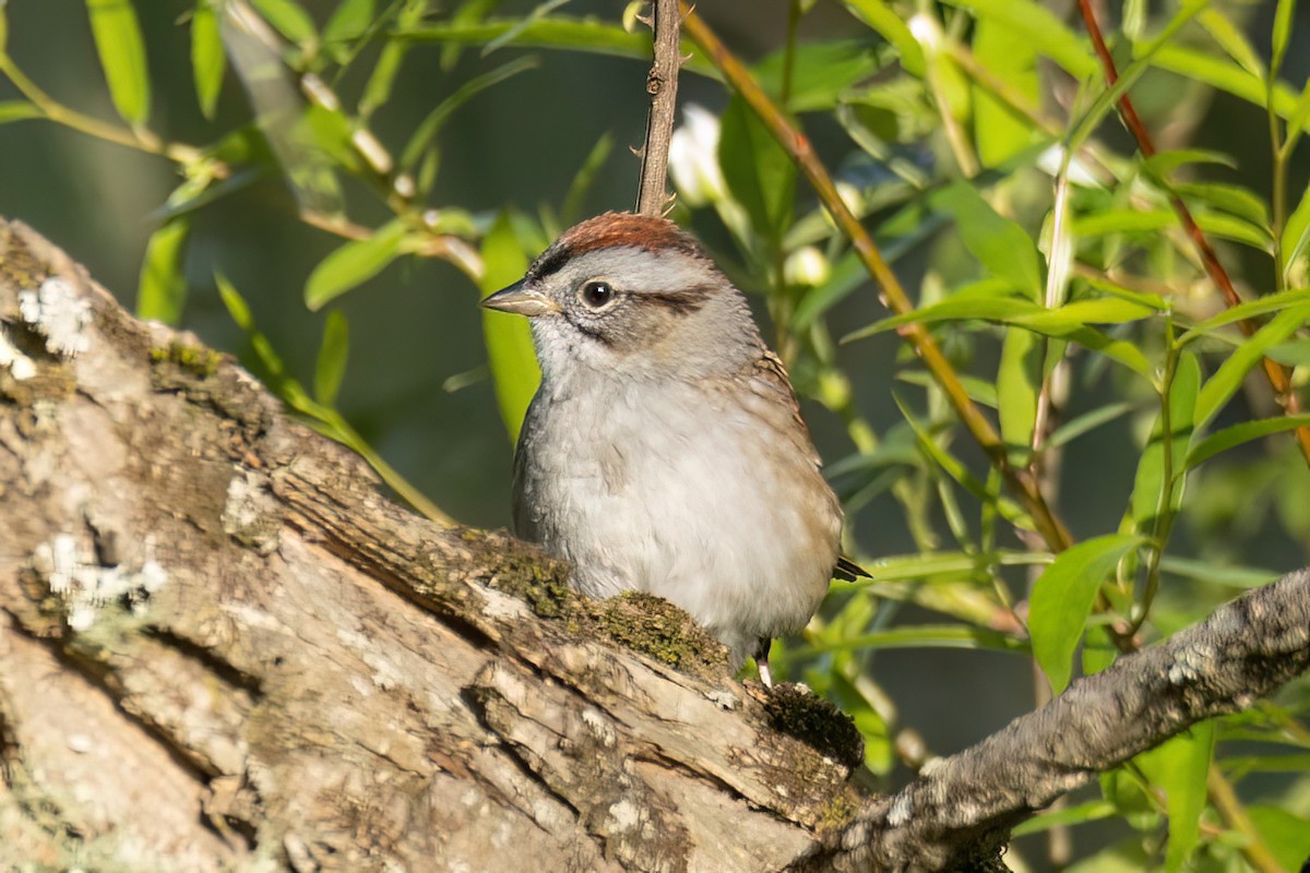 Swamp Sparrow - ML560270611