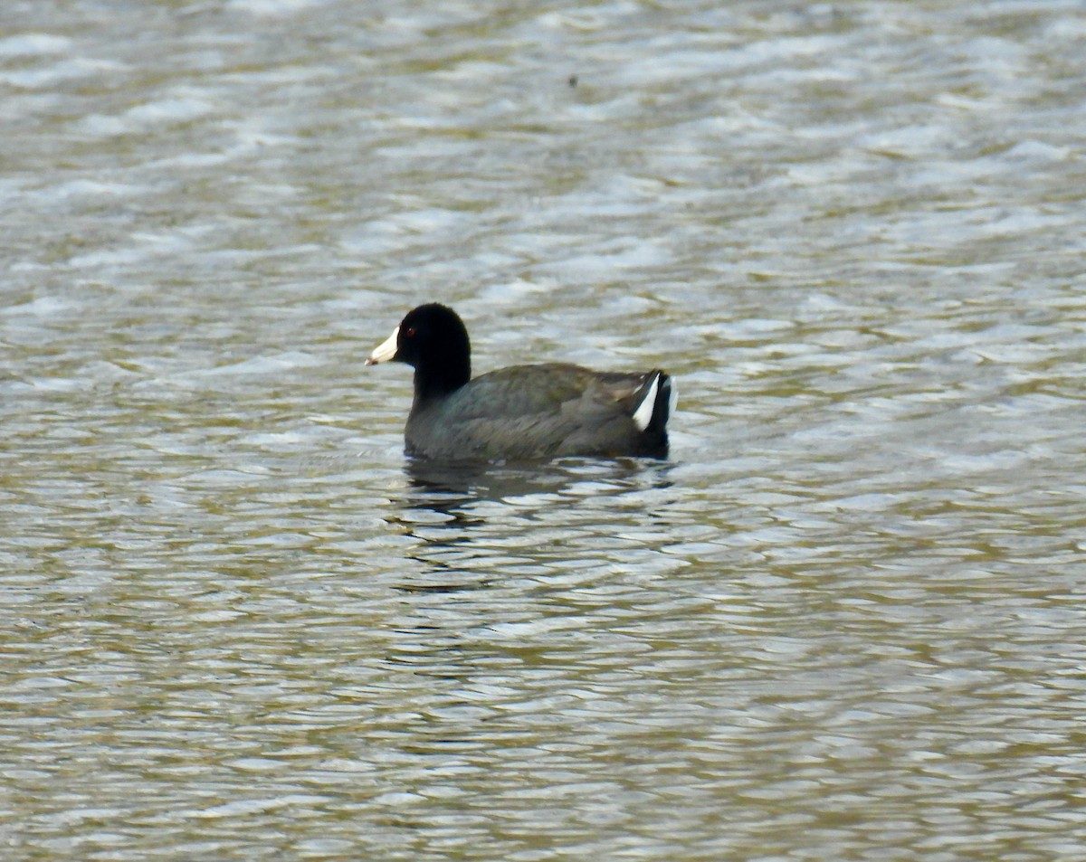 American Coot - ML560271221