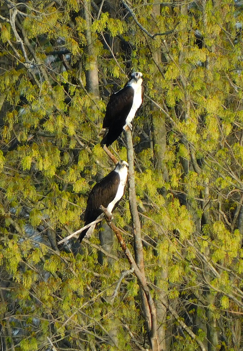 Osprey - ML560271341