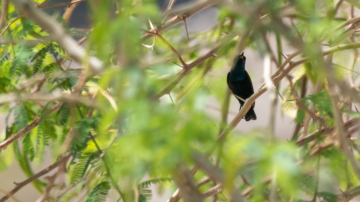 Purple Sunbird - Javier Cotin