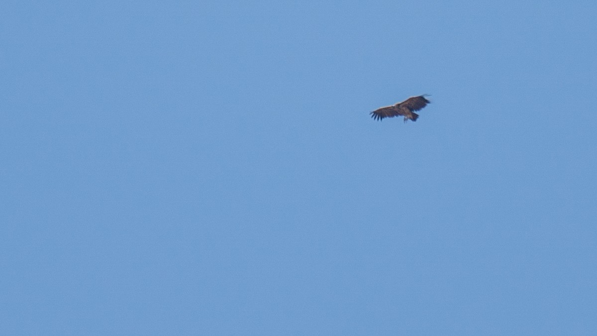 Lappet-faced Vulture - ML560273791