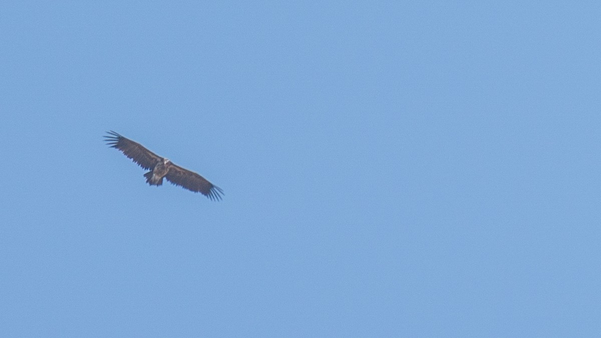 Lappet-faced Vulture - Javier Cotin