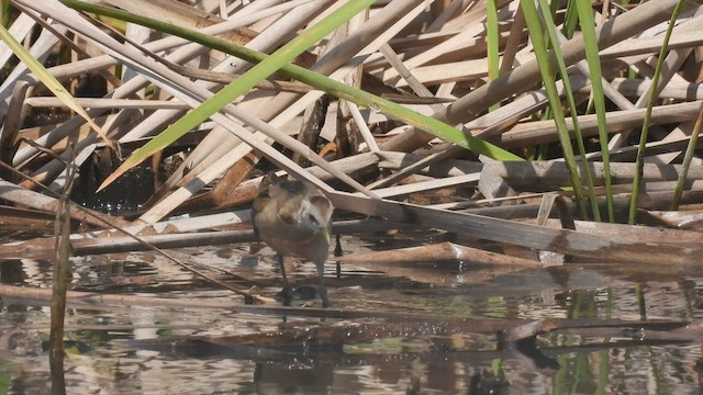 Little Crake - ML560274581