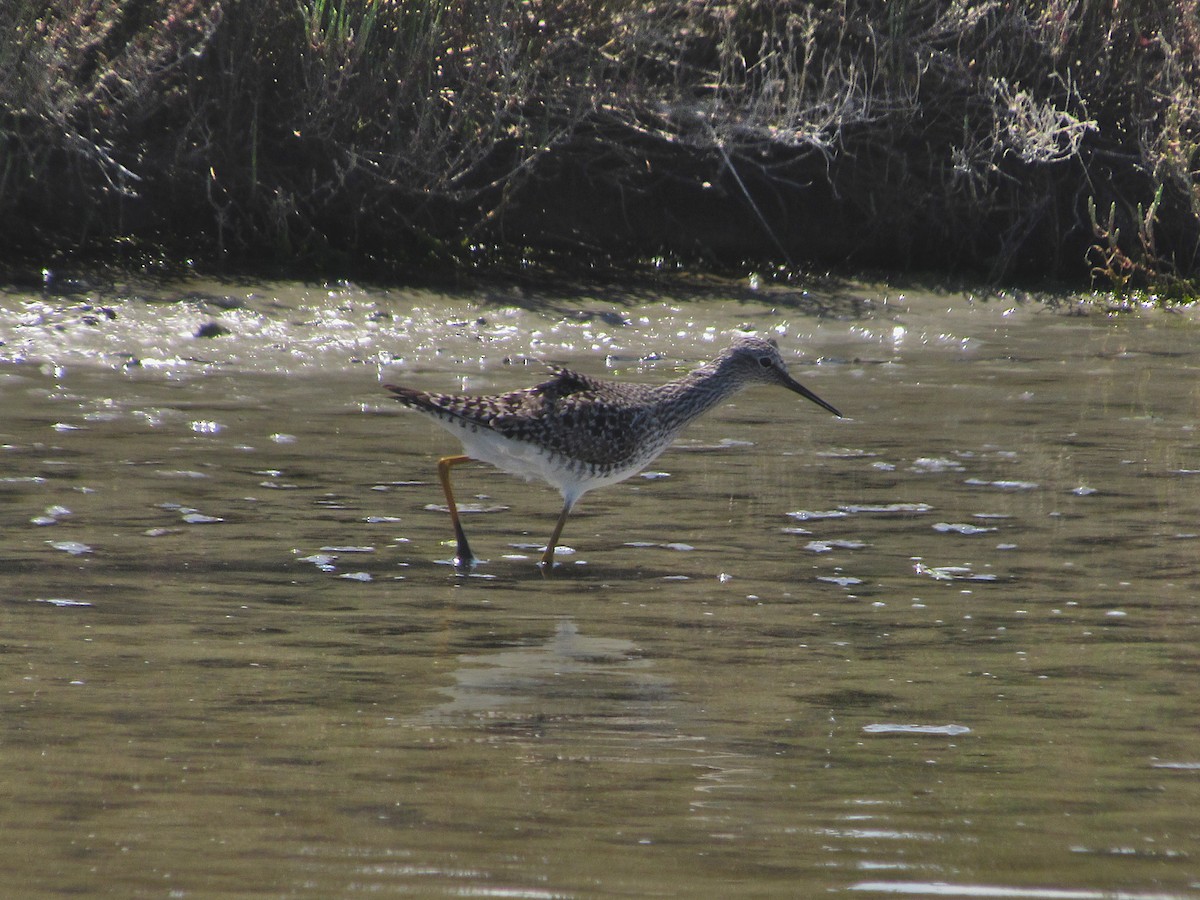 Lesser Yellowlegs - ML560275131