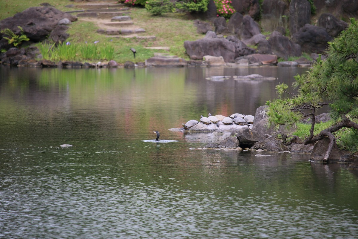 Great Cormorant - ML560276081