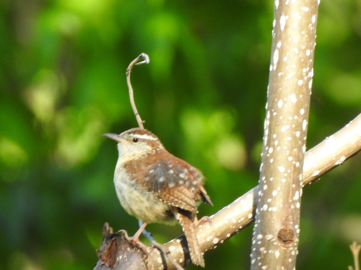 Carolina Wren - ML560276191