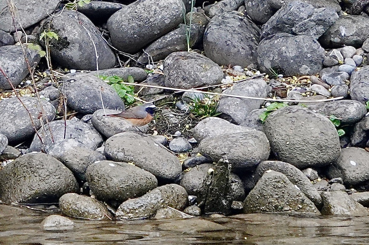 Common Redstart - ML560276211