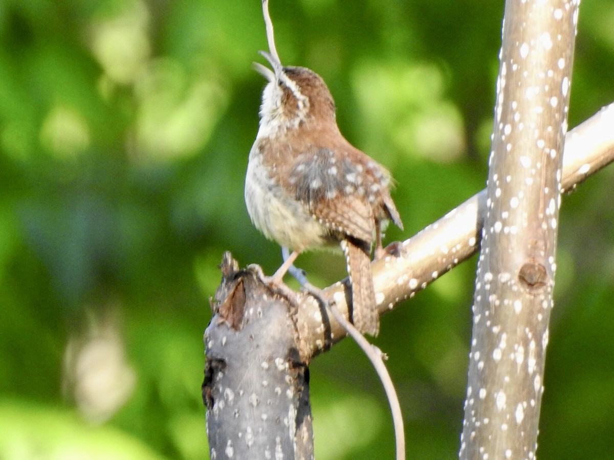 Carolina Wren - ML560276281