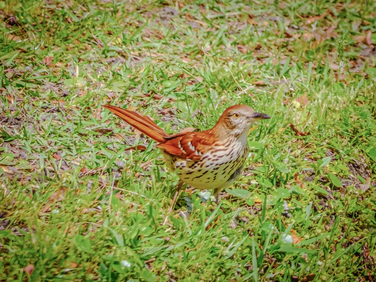 Brown Thrasher - David Bates