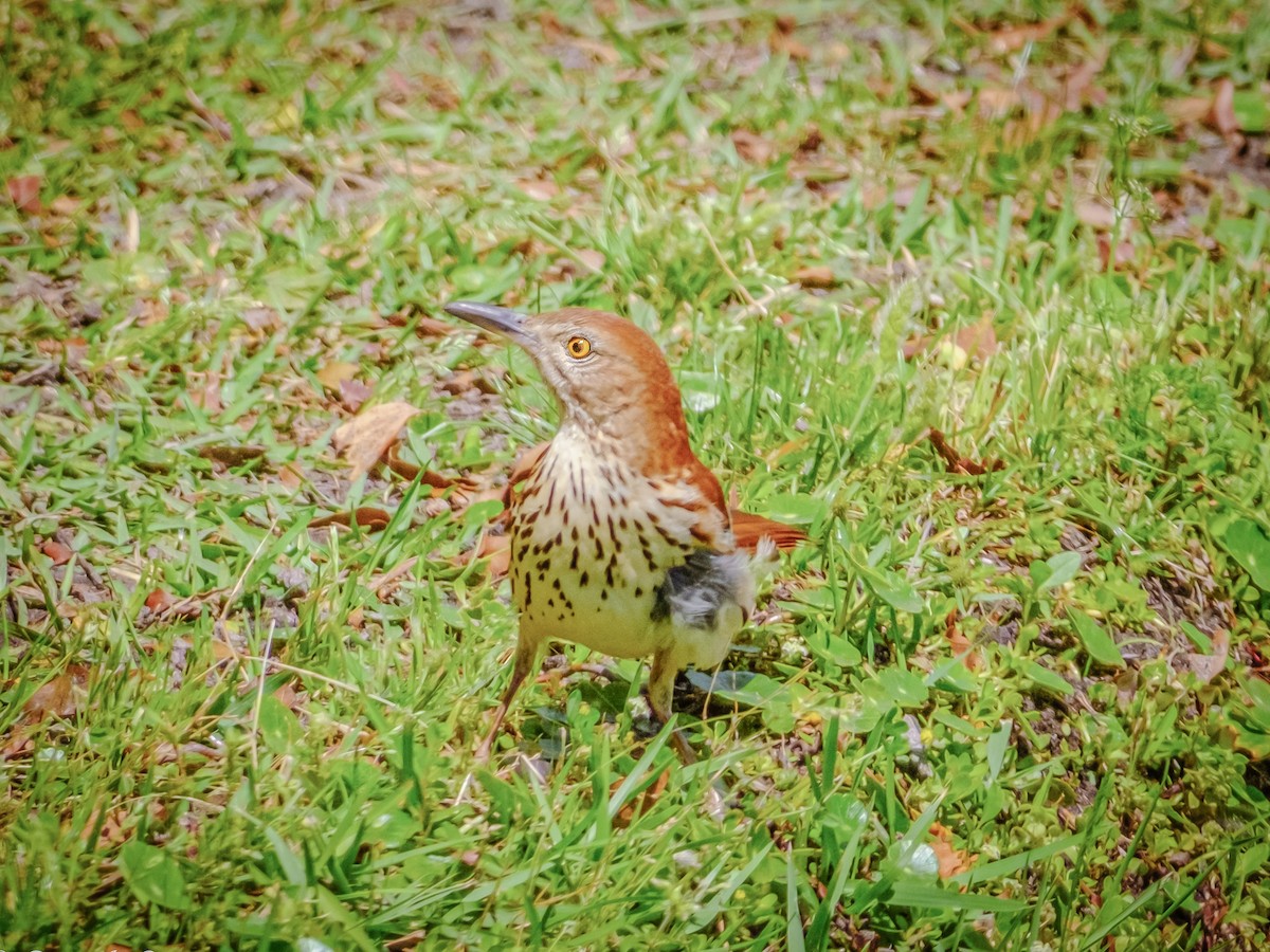 Brown Thrasher - ML560276781