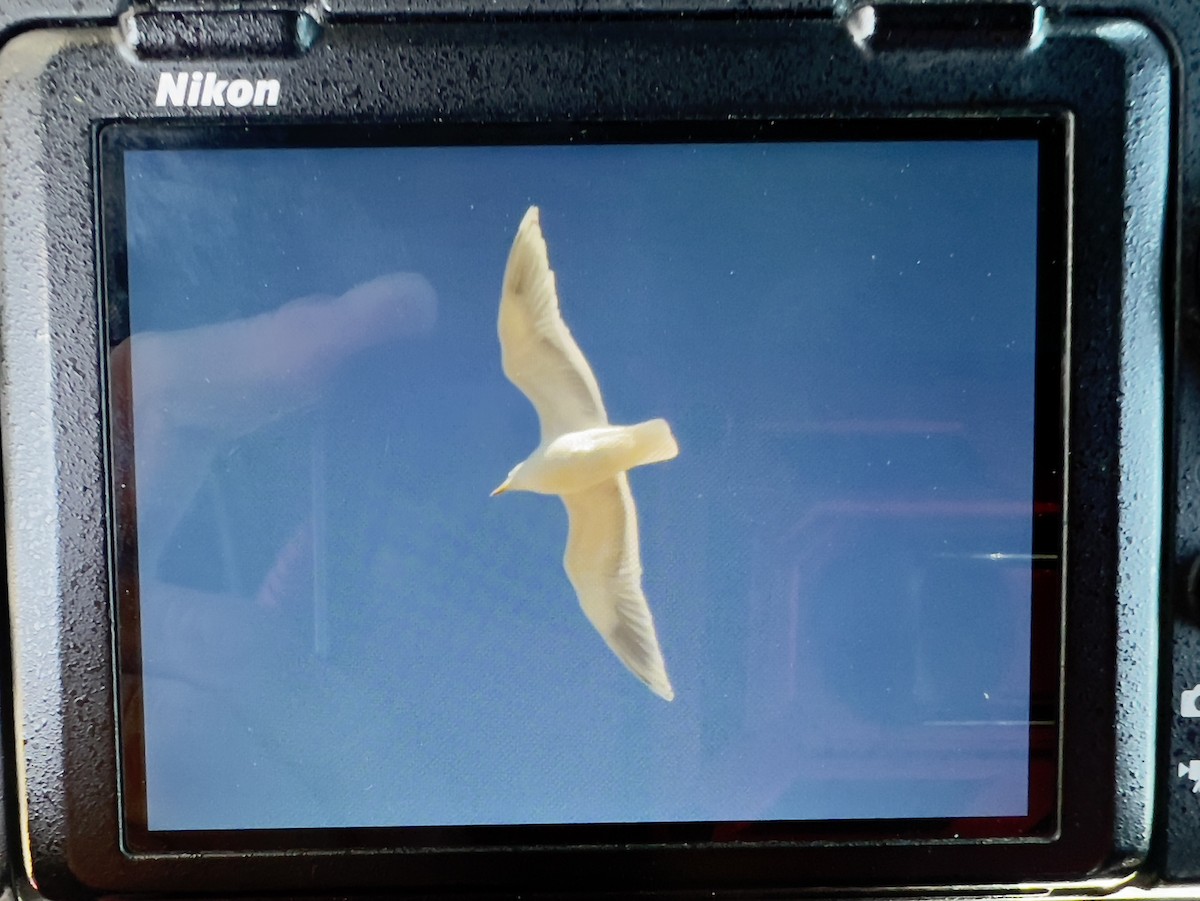 Gaviota Groenlandesa - ML560277401