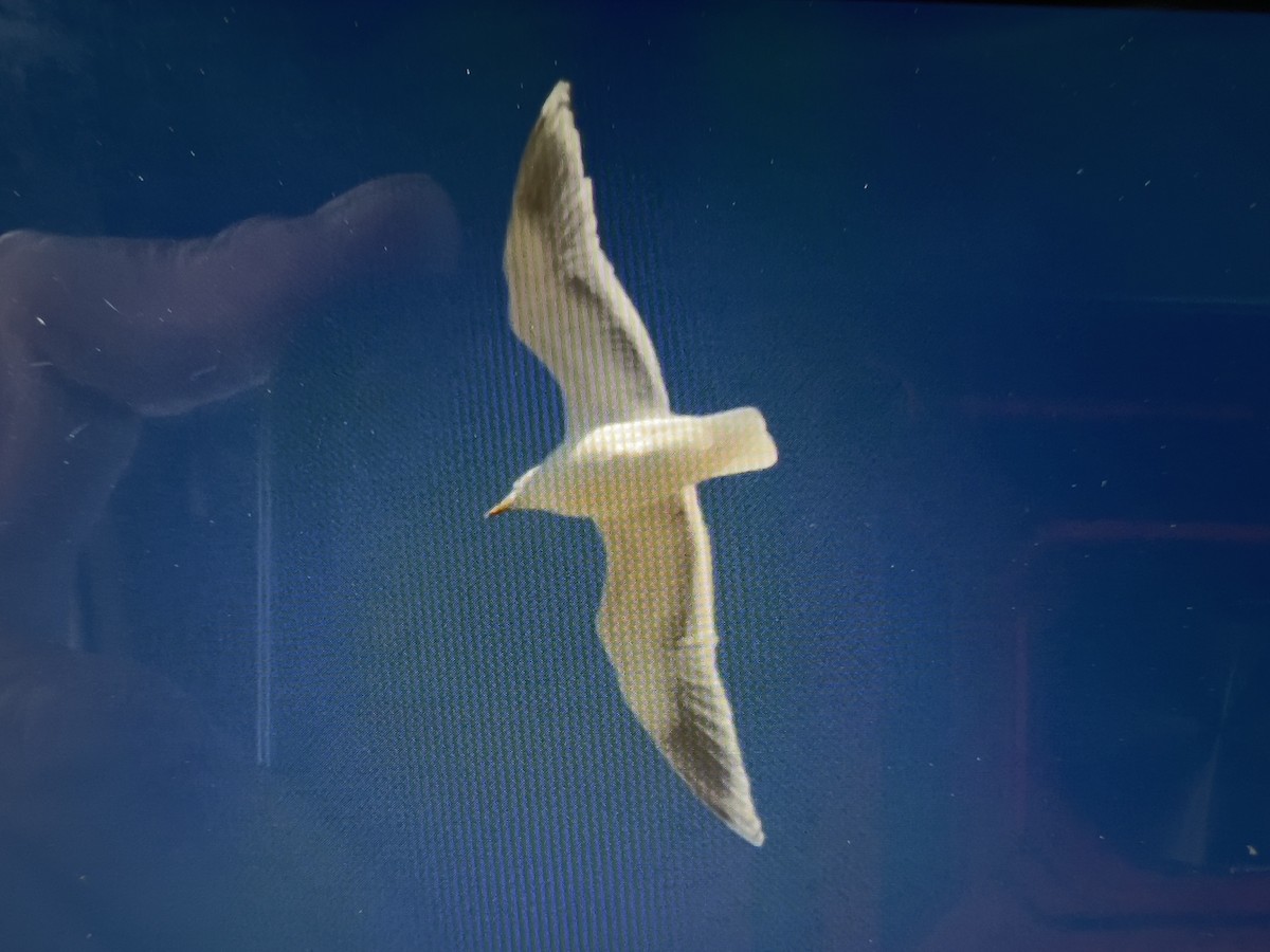 Iceland Gull - Always An Adventure Inc. Team