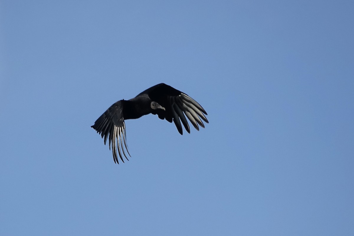 Black Vulture - ML560277441