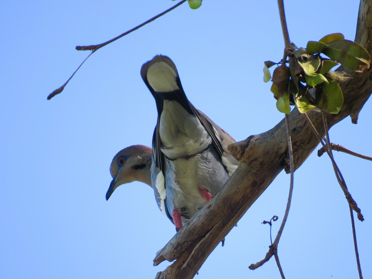 White-winged Dove - ML560277821