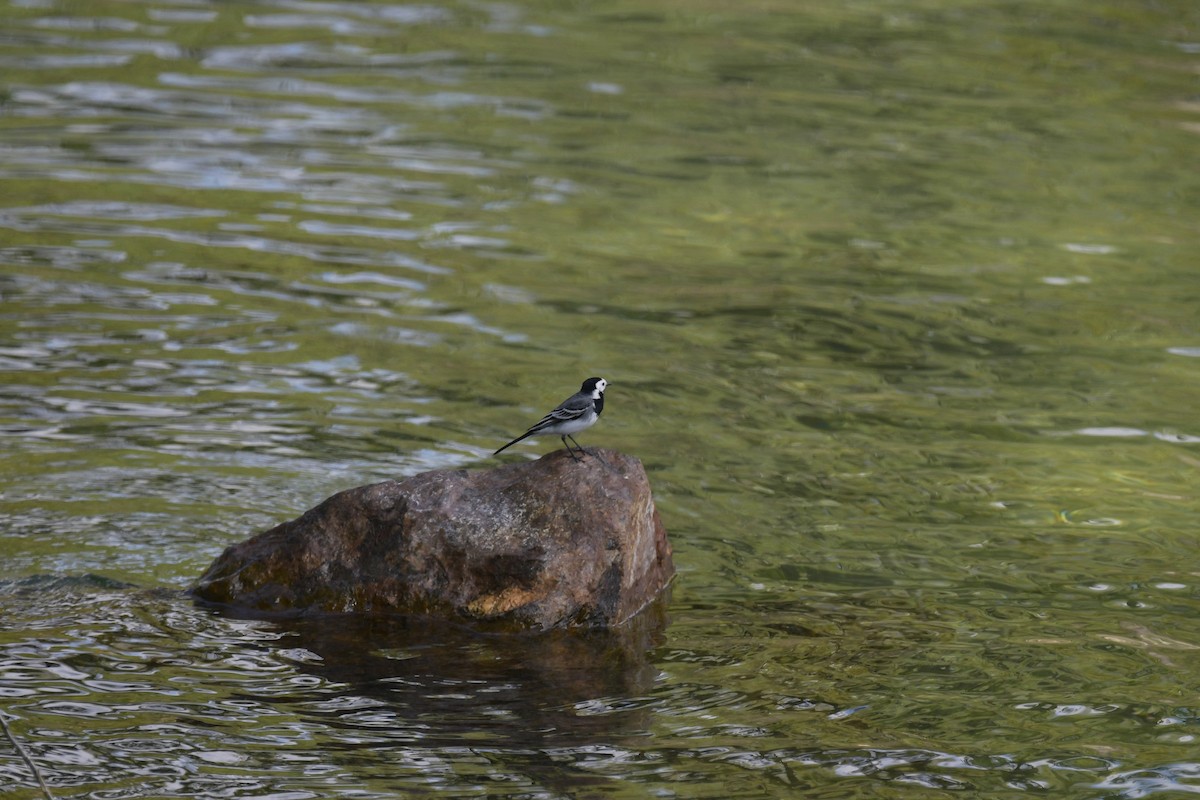 White Wagtail - ML560279101