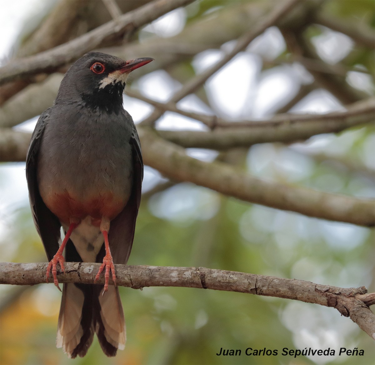 Western Red-legged Thrush - ML56027921