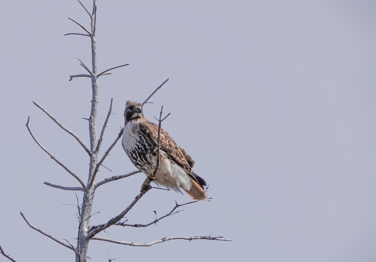 Red-tailed Hawk - ML560279241