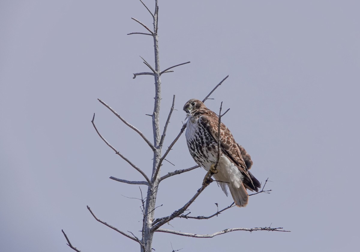 Red-tailed Hawk - ML560279251