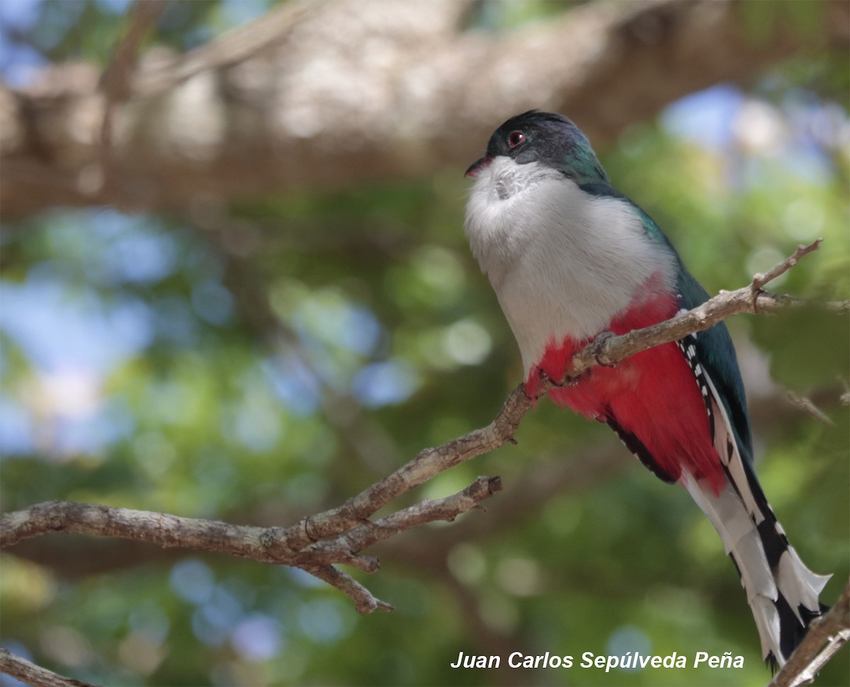 Cuban Trogon - ML56027991