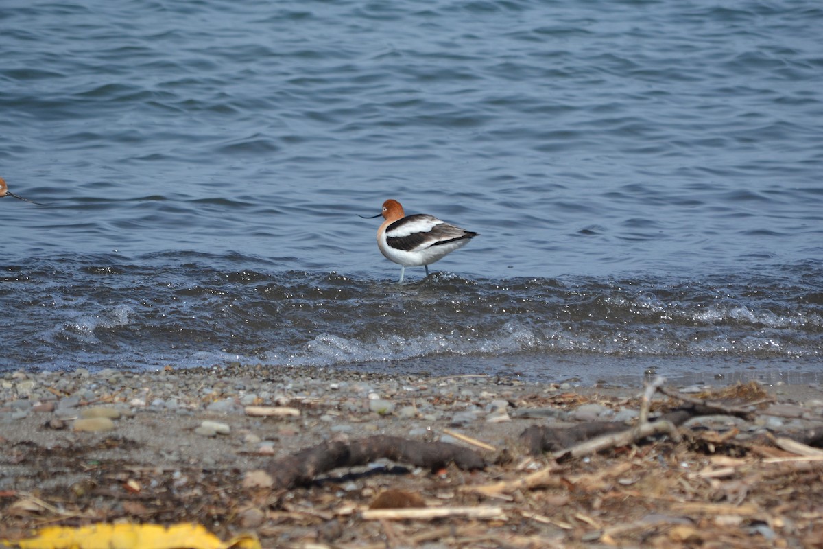 Avocette d'Amérique - ML560280041