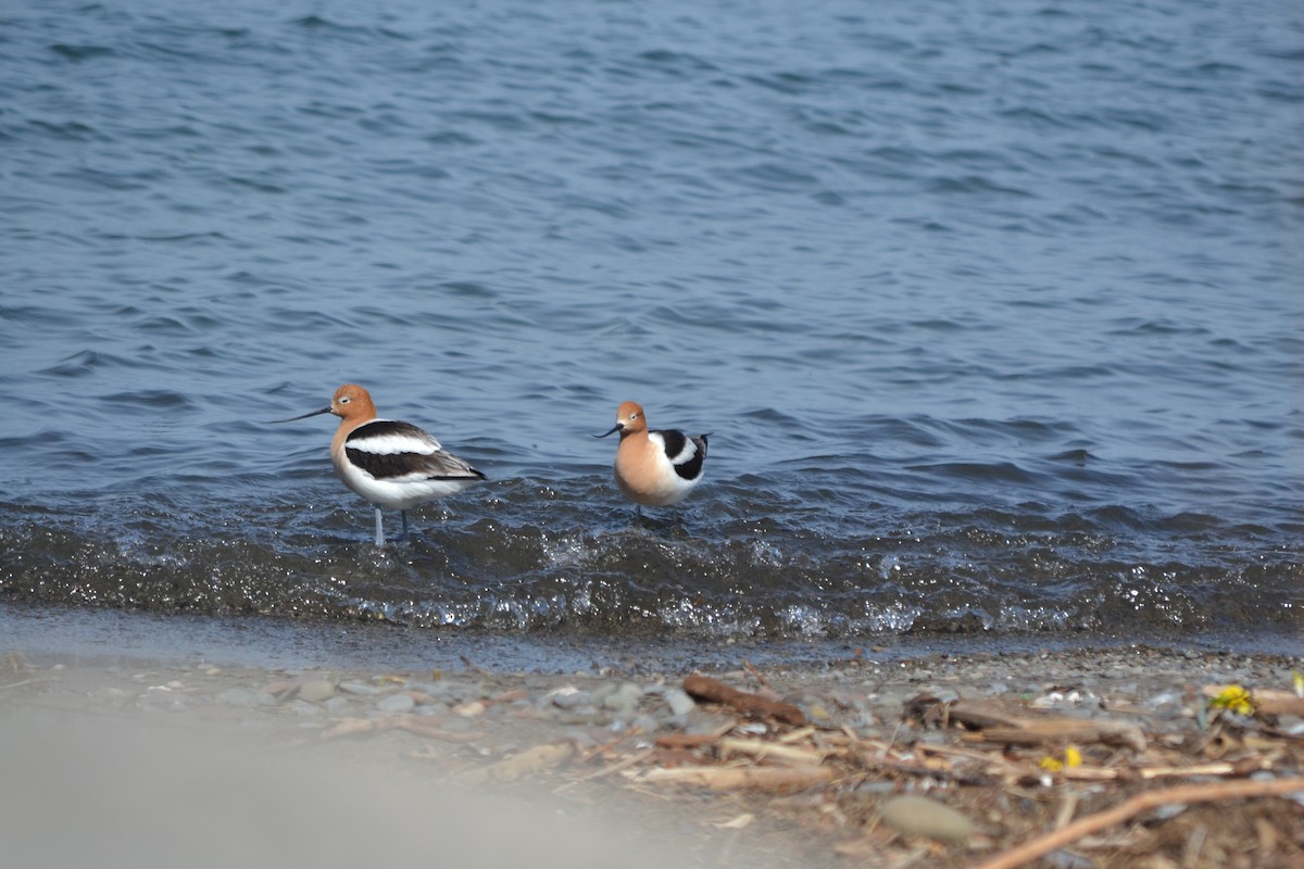 Avocette d'Amérique - ML560280261