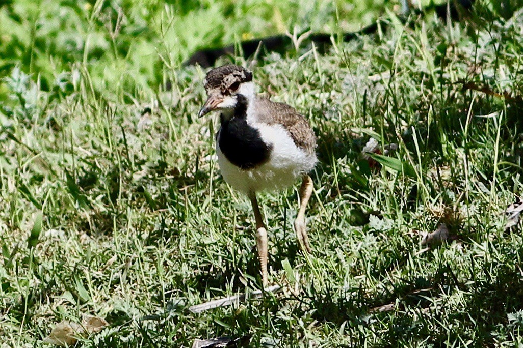 Red-wattled Lapwing - ML560280291