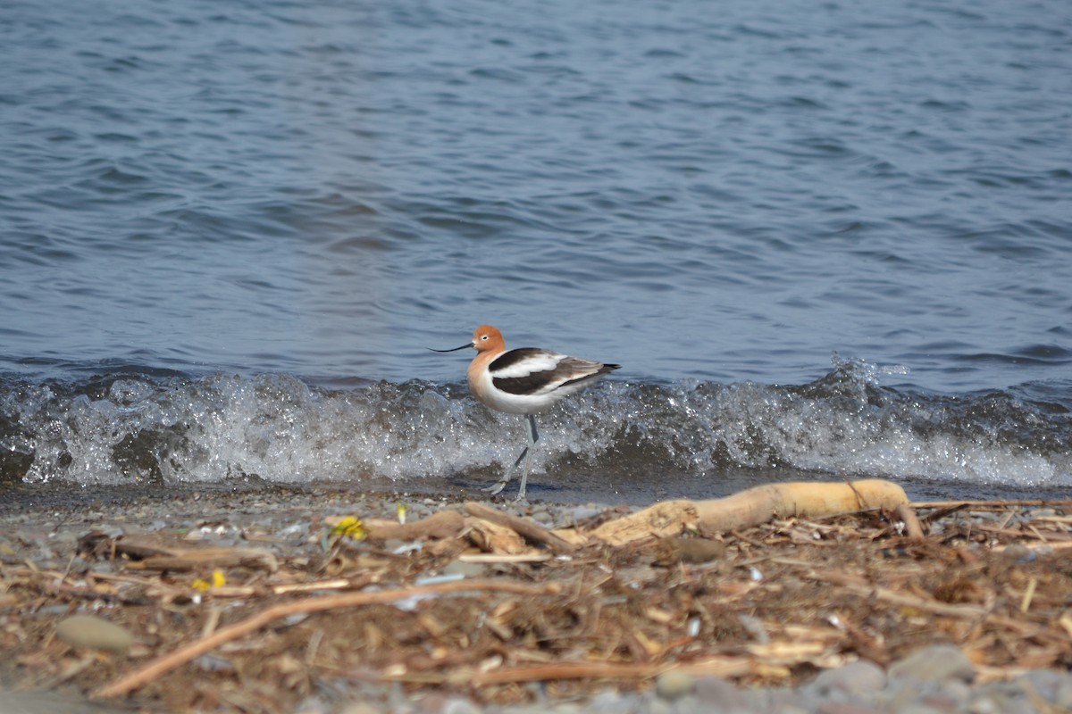 Avocette d'Amérique - ML560280361