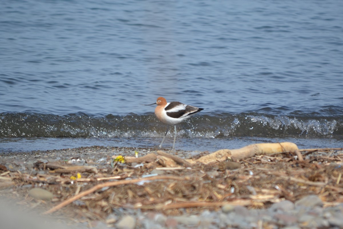 Avocette d'Amérique - ML560280491